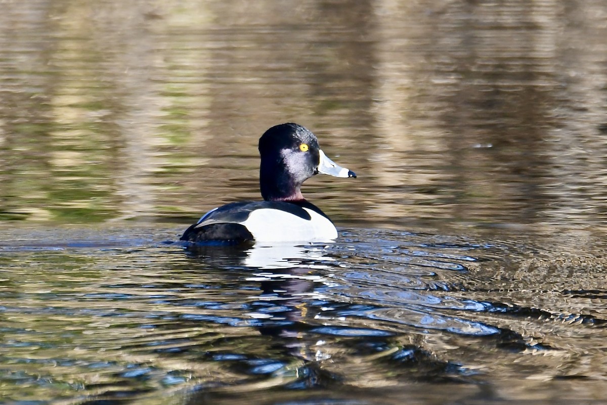 Ring-necked Duck - ML650737146