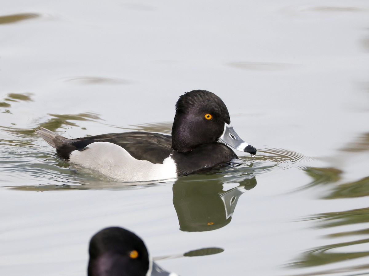 Ring-necked Duck - ML650737162