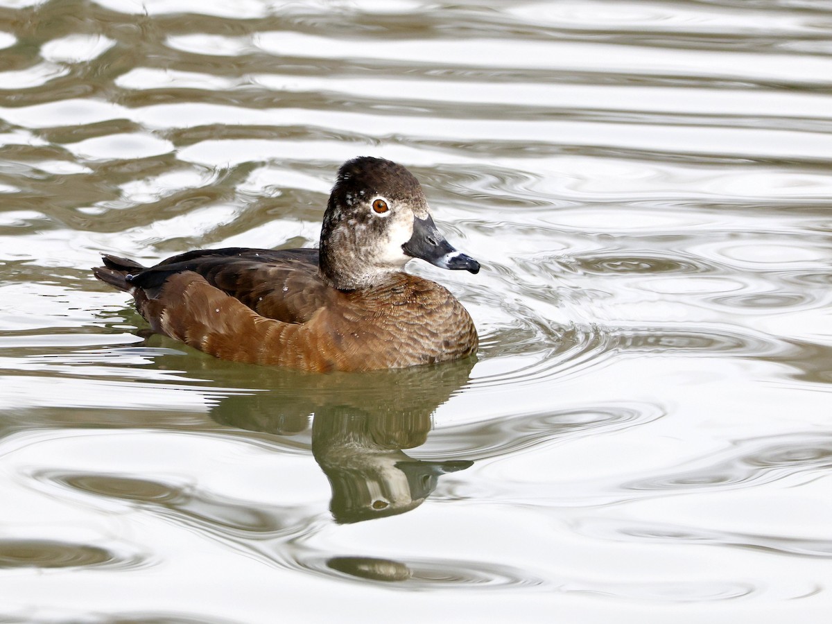 Ring-necked Duck - ML650737166