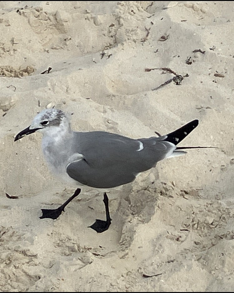 Laughing Gull - ML650737359