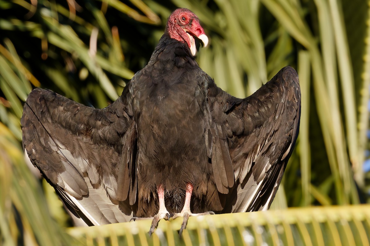 Urubu à tête rouge - ML650737360