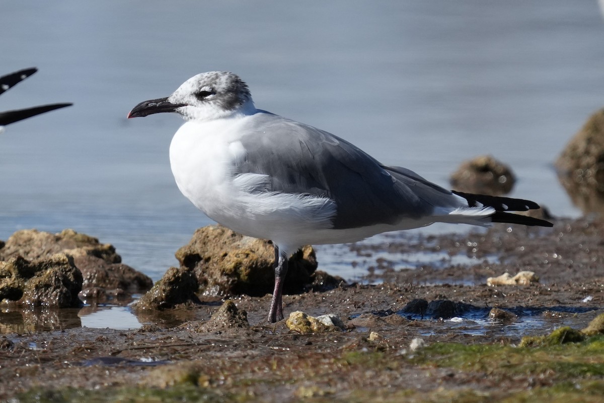 Laughing Gull - ML650737560