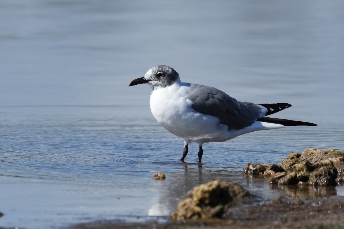 Laughing Gull - ML650737561