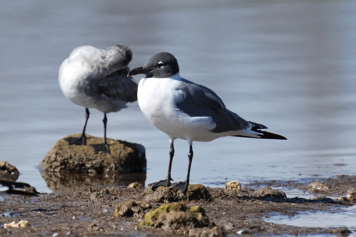 Laughing Gull - ML650737562