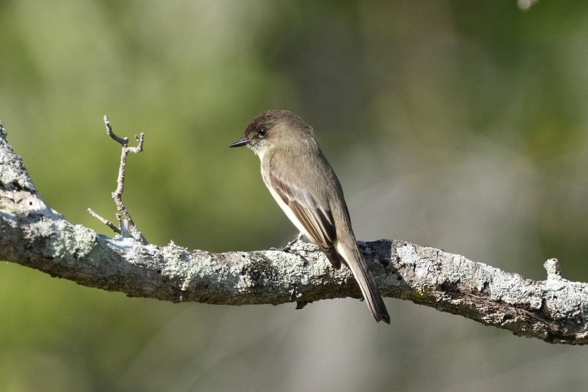 Eastern Phoebe - ML650737611