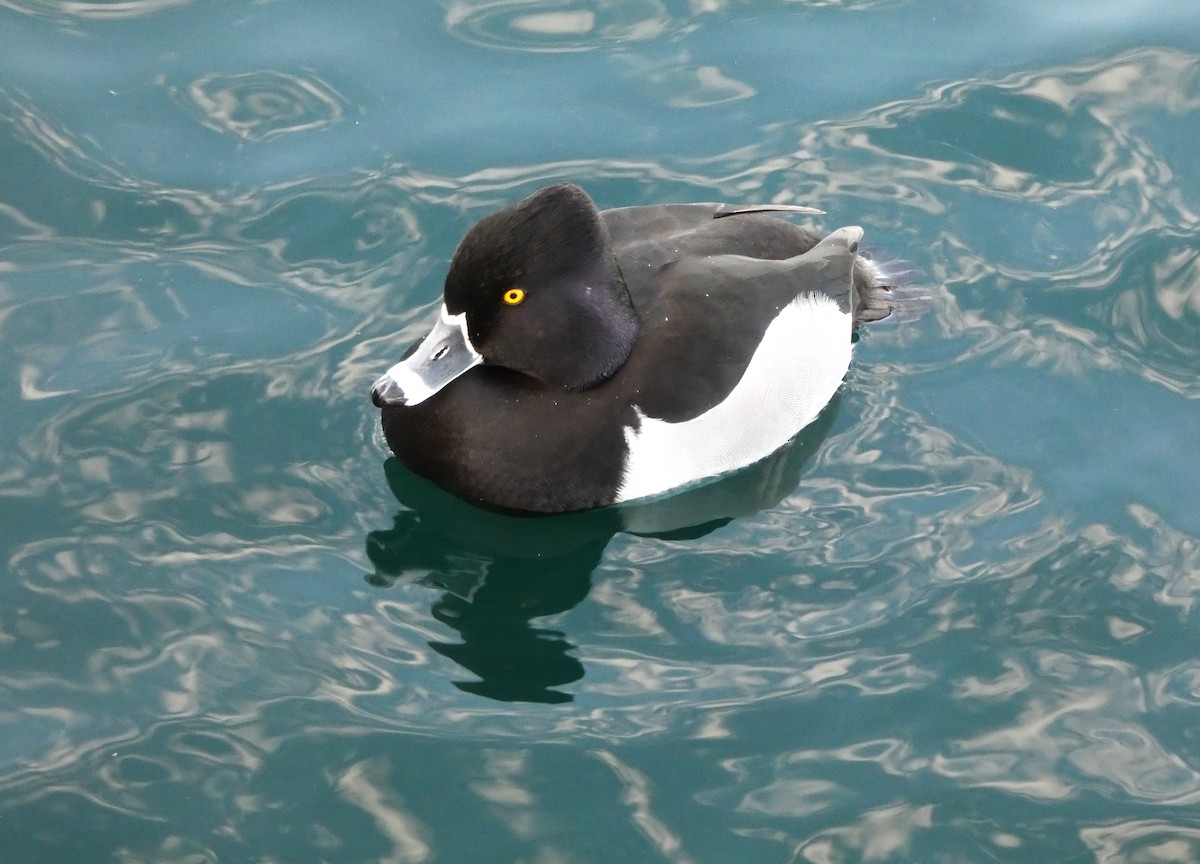 Ring-necked Duck - ML650737712