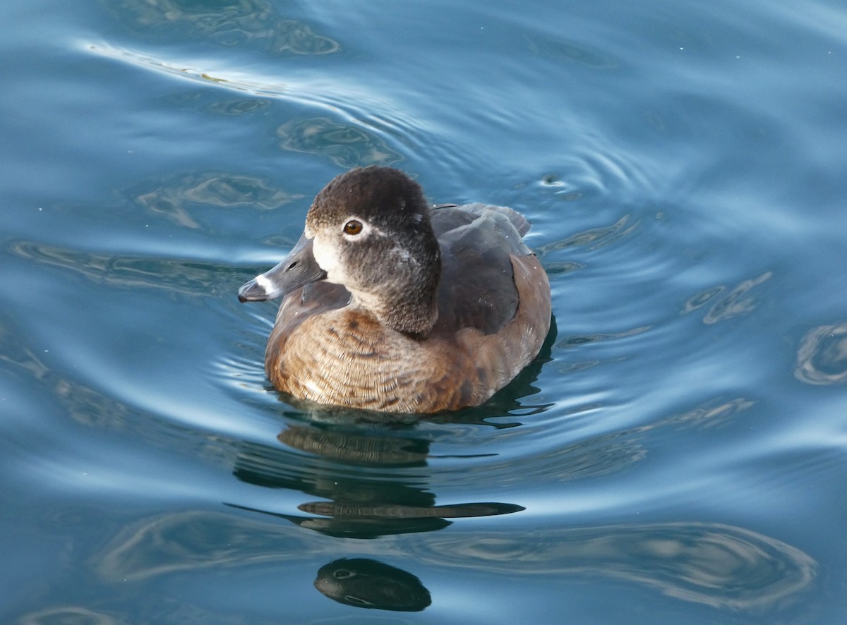 Ring-necked Duck - ML650737715