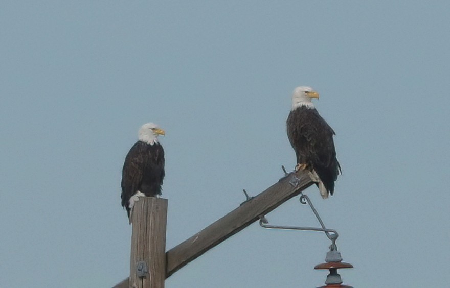 hvithodehavørn - ML650737728