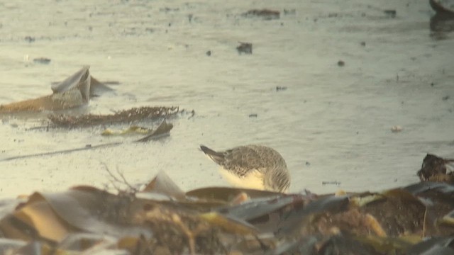 Малый песочник - ML650737735