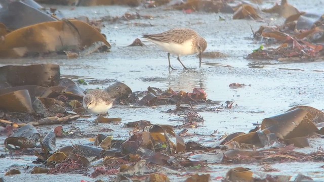 Малый песочник - ML650737739