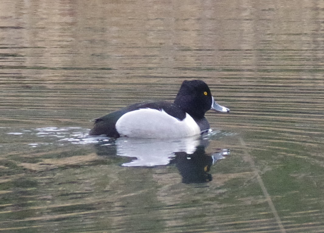 Ring-necked Duck - ML650738060