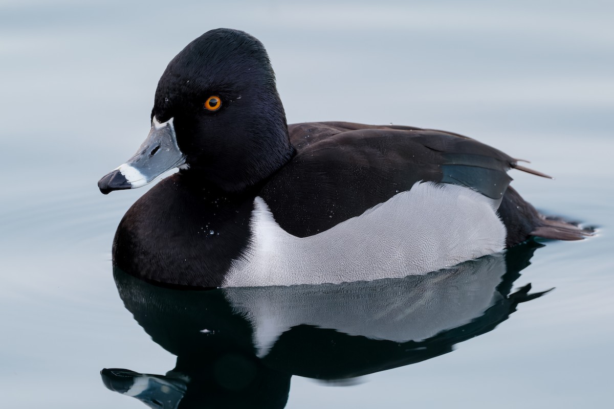 Ring-necked Duck - ML650738087