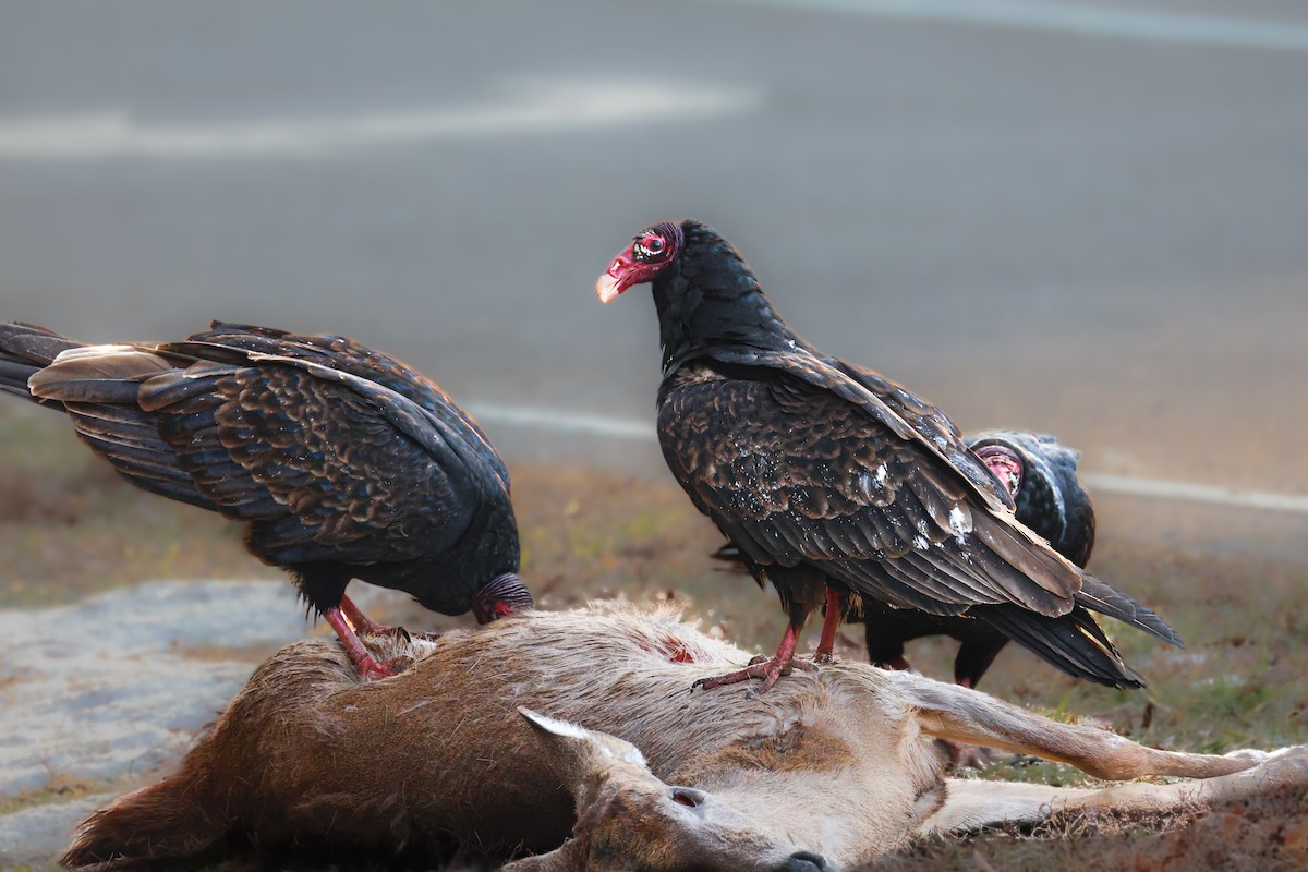 Urubu à tête rouge - ML650738177