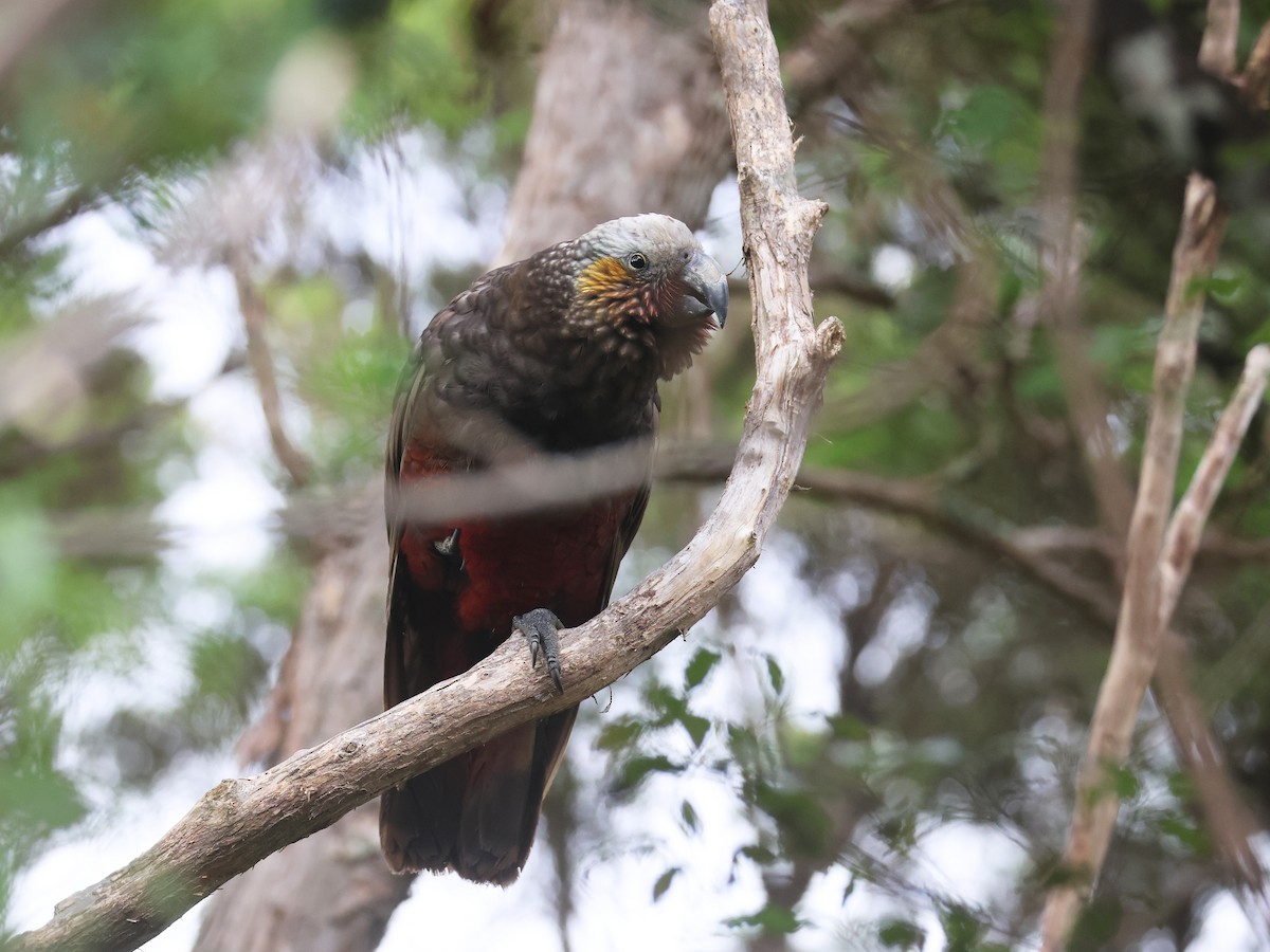 New Zealand Kaka - ML650738934