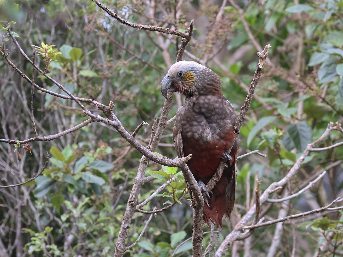 New Zealand Kaka - ML650738935