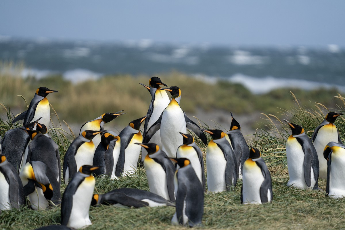 Королевский пингвин - ML650739005