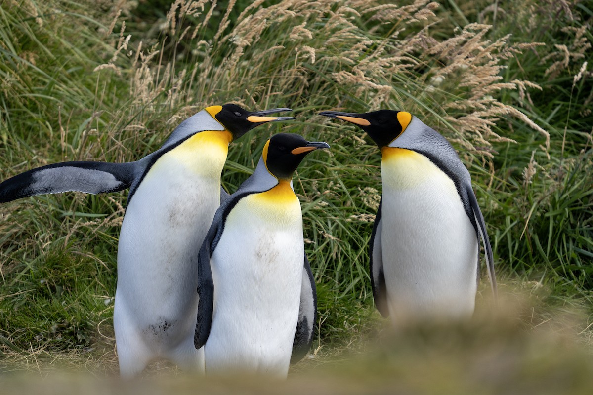 Королевский пингвин - ML650739006