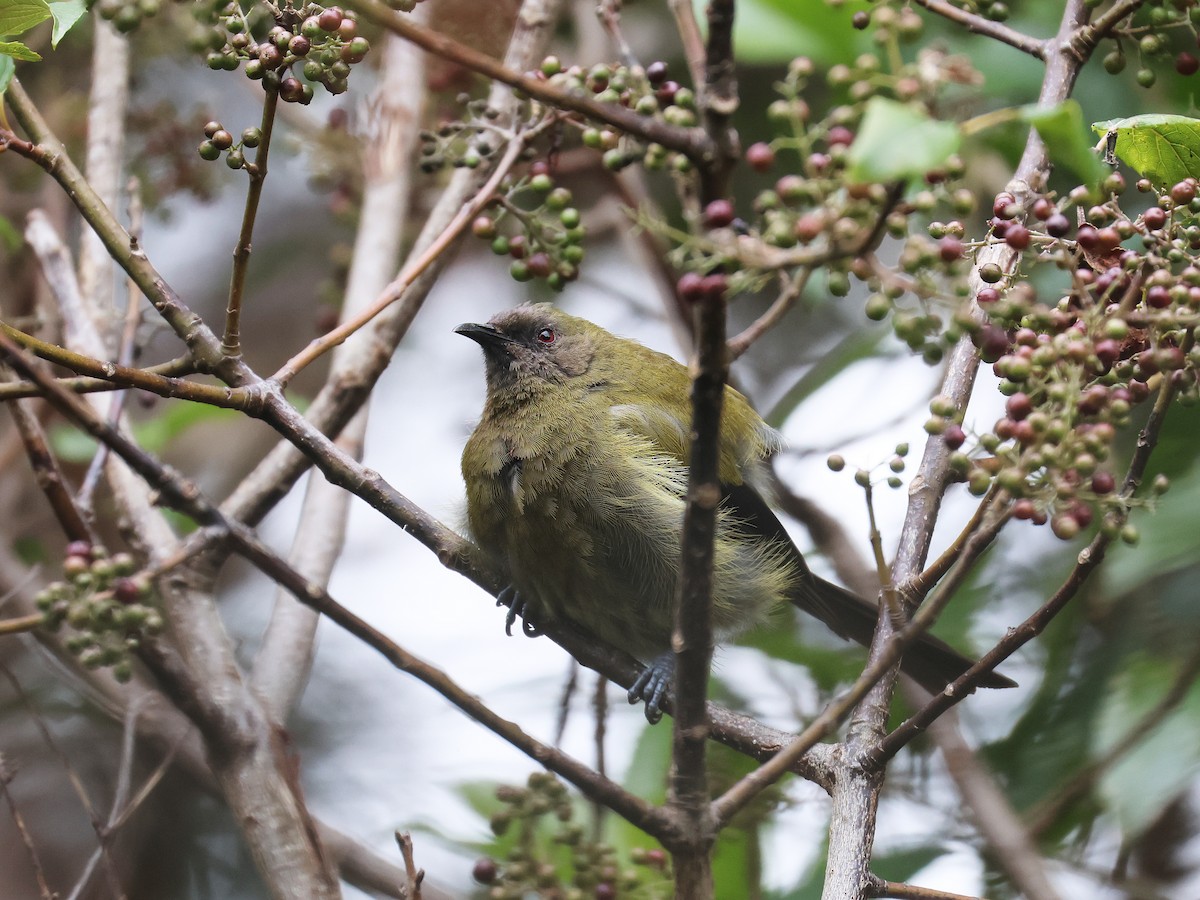 New Zealand Bellbird - ML650739133