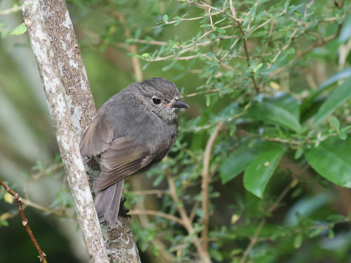 South Island Robin - ML650739143
