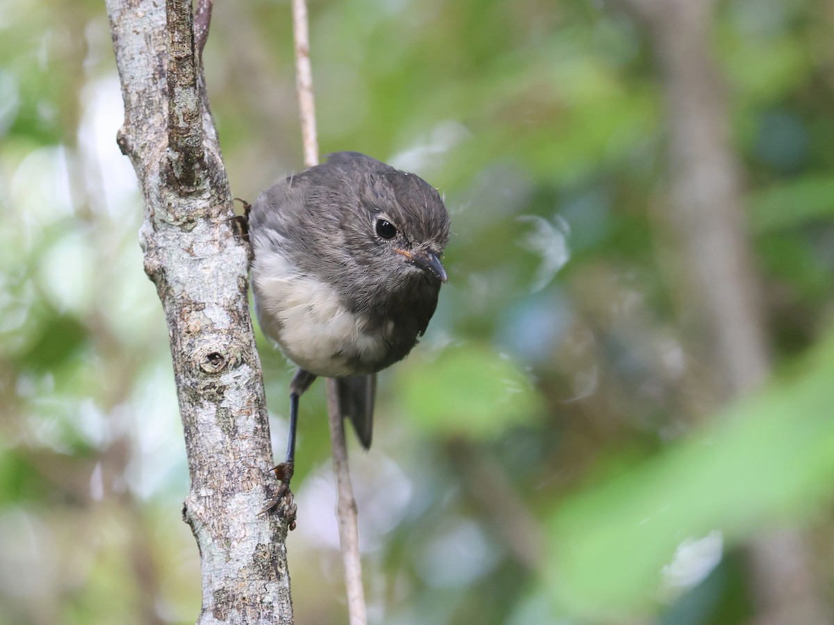South Island Robin - ML650739146