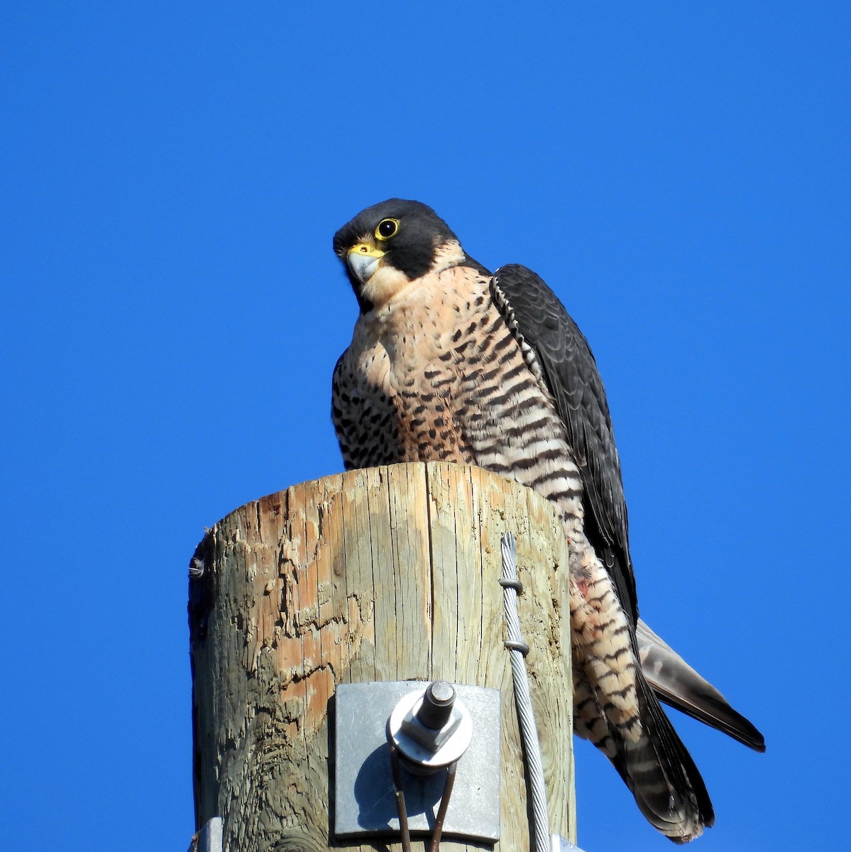 Сапсан - ML650739676