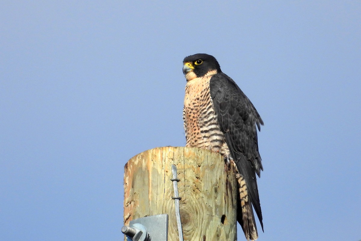 Сапсан - ML650739684