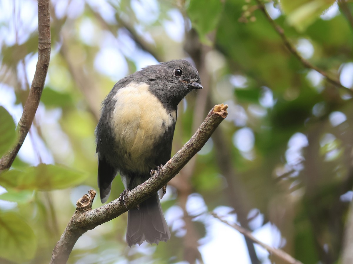 South Island Robin - ML650739790