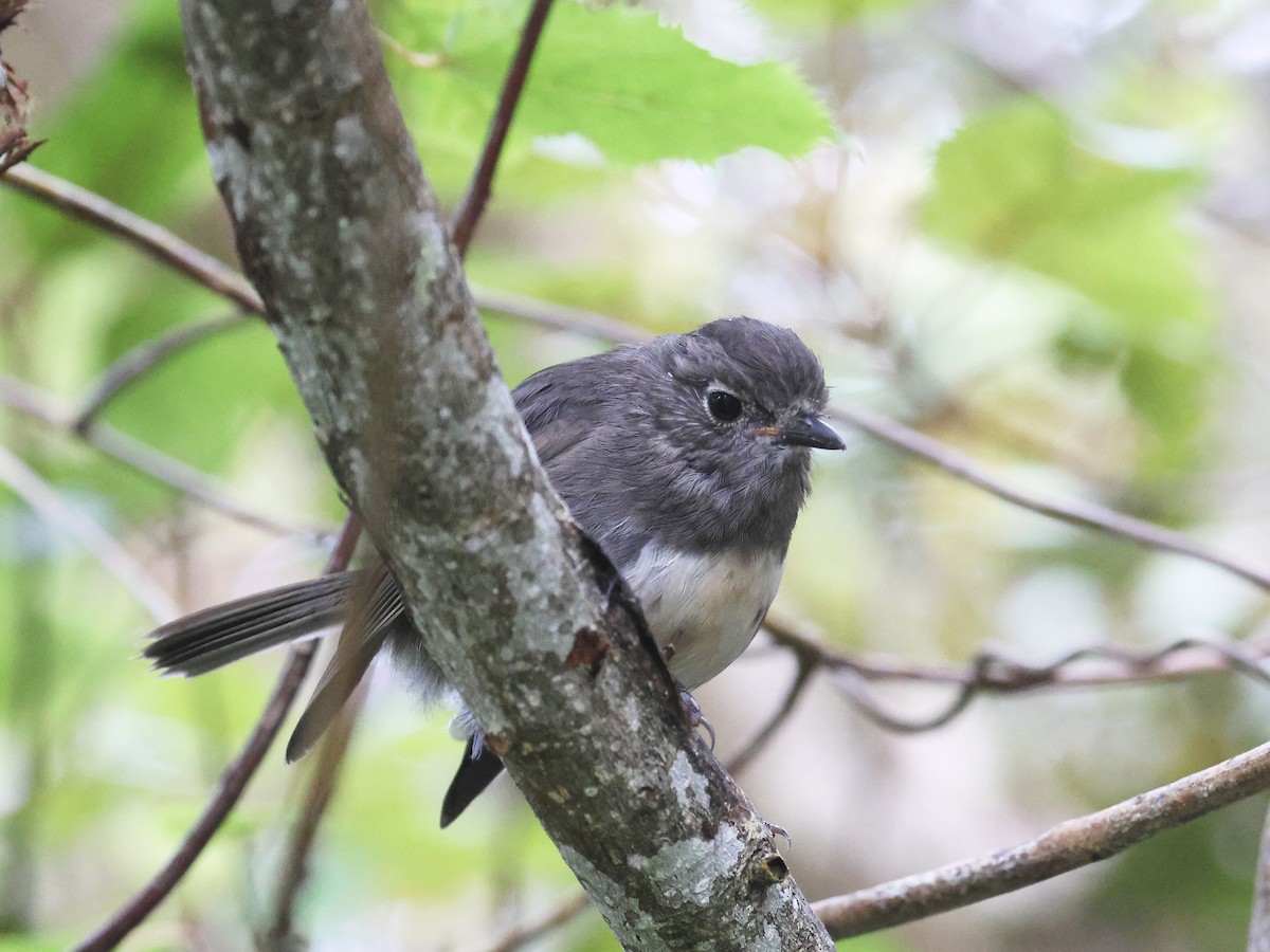South Island Robin - ML650739791
