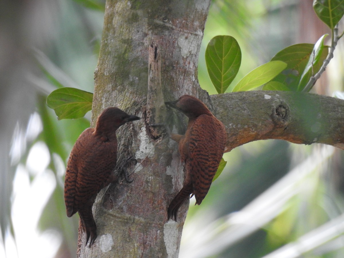 Carpintero Rufo - ML650739833