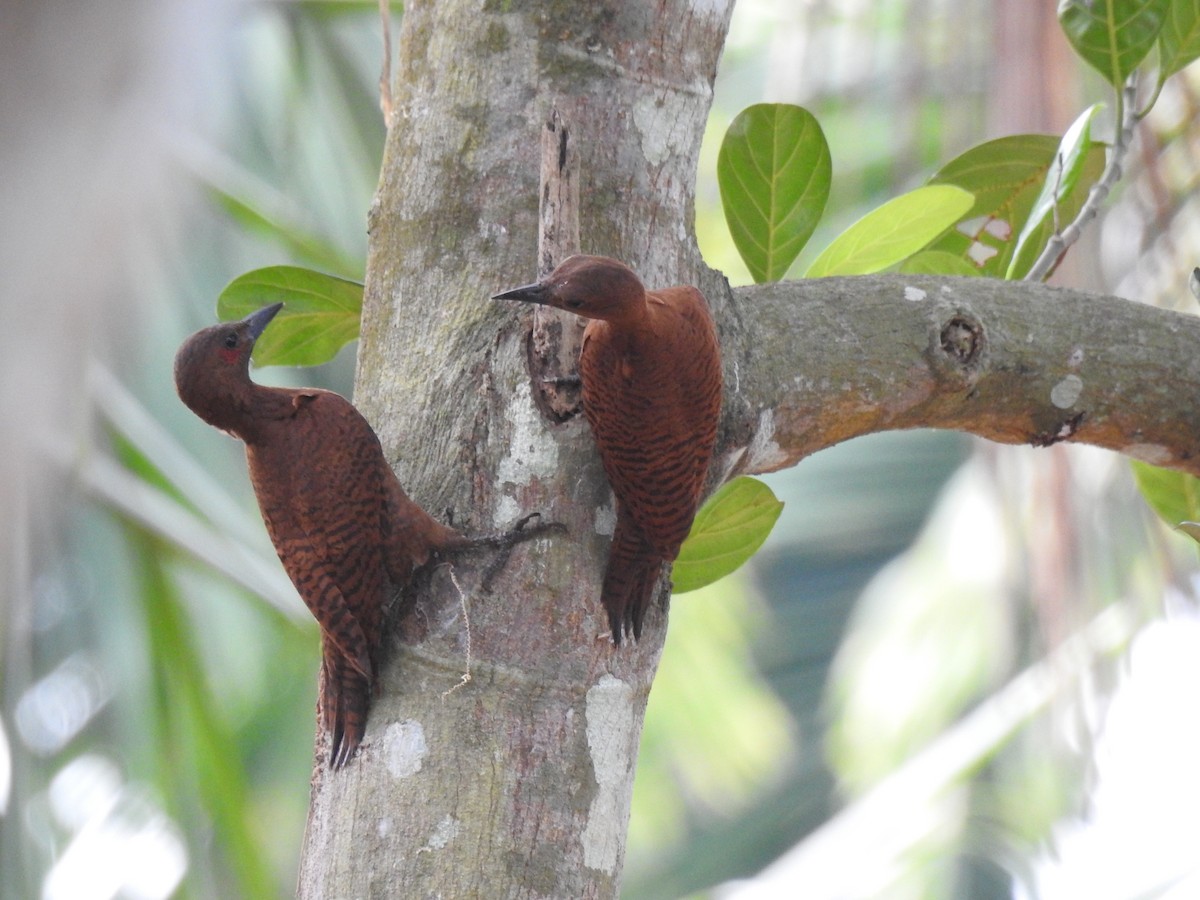 Carpintero Rufo - ML650739834