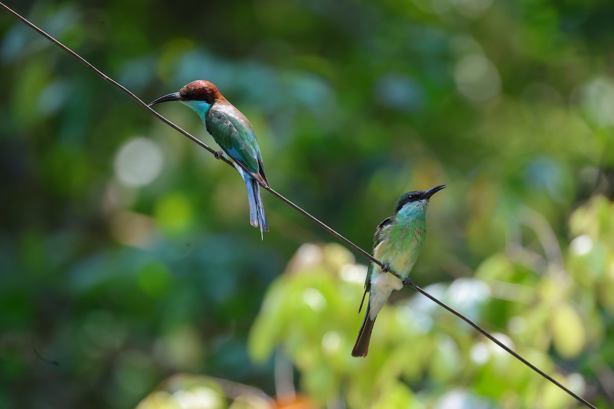 Blue-throated Bee-eater - ML650739955