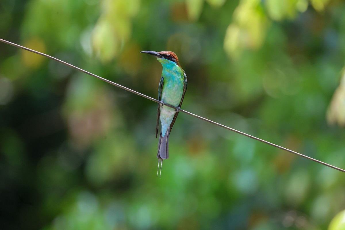 Blue-throated Bee-eater - ML650739956