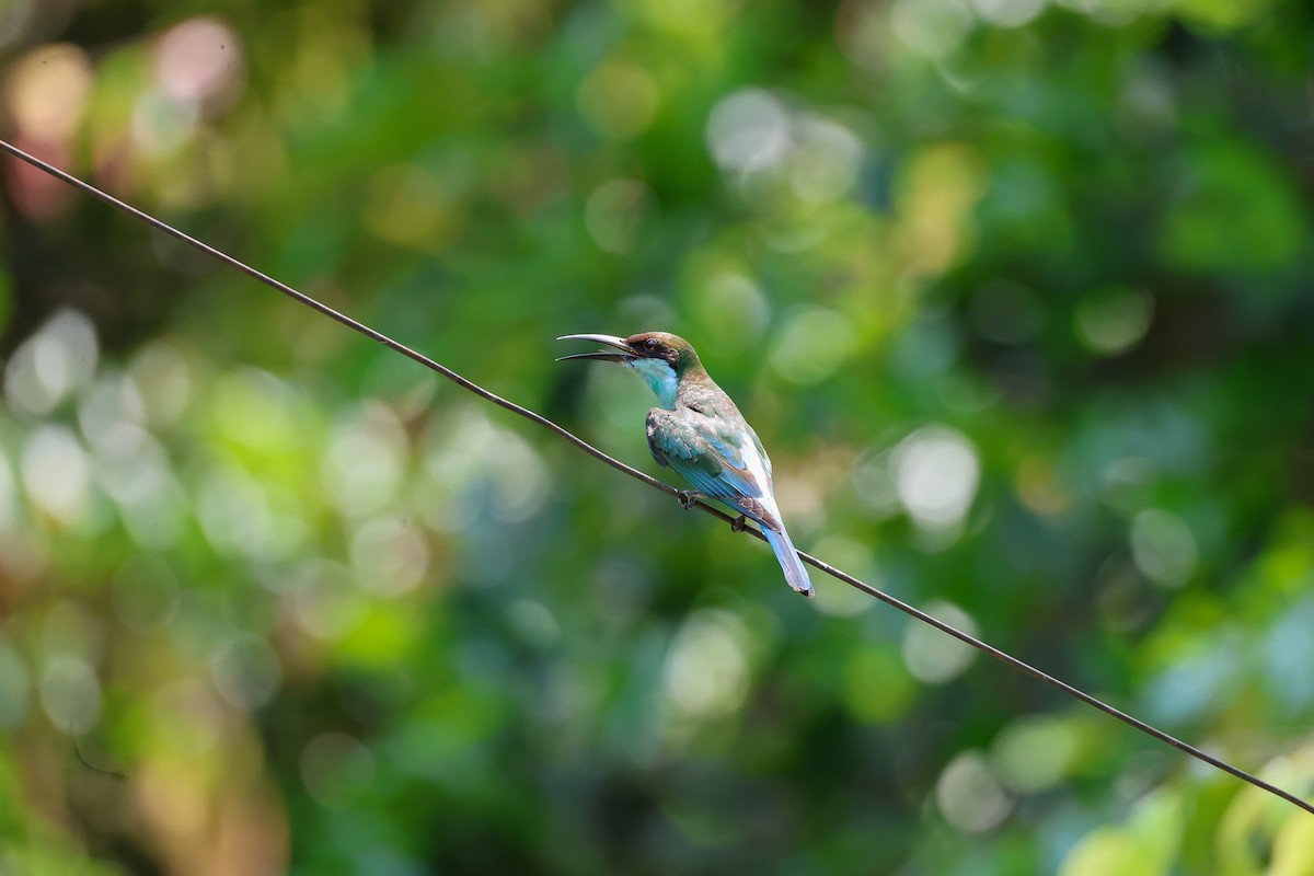 Blue-throated Bee-eater - ML650739957