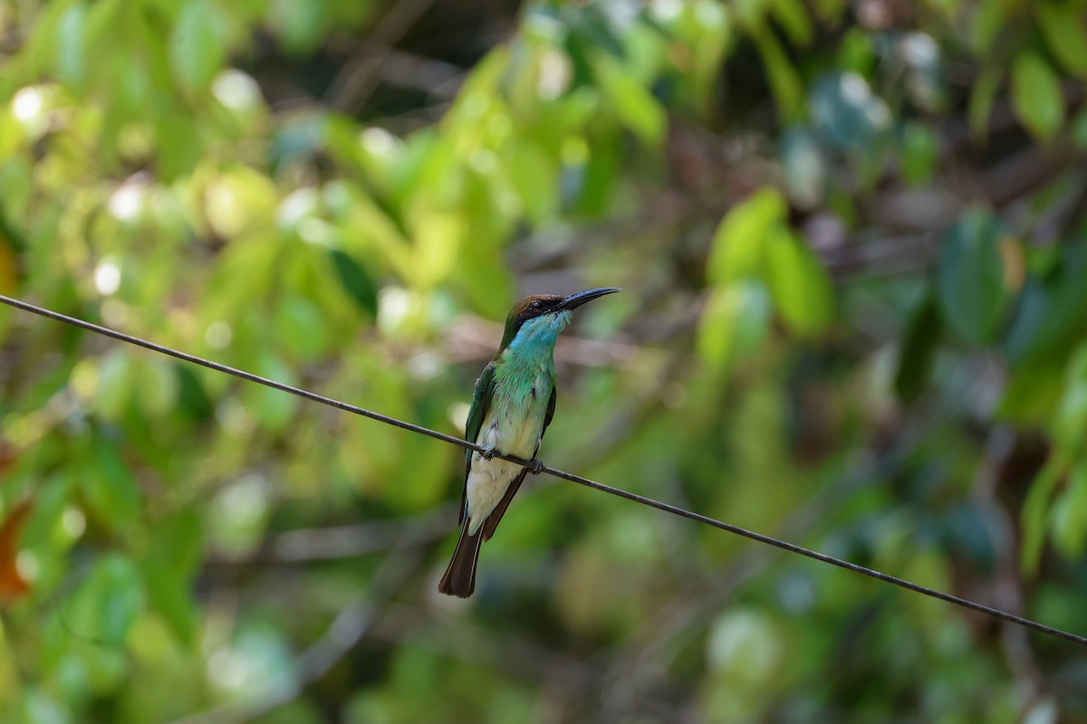 Blue-throated Bee-eater - ML650739959