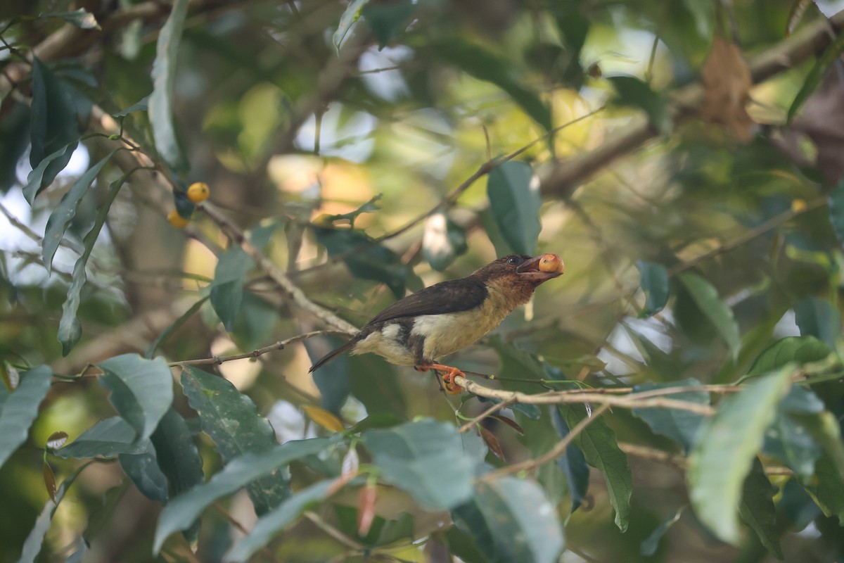 Sooty Barbet - ML650739960