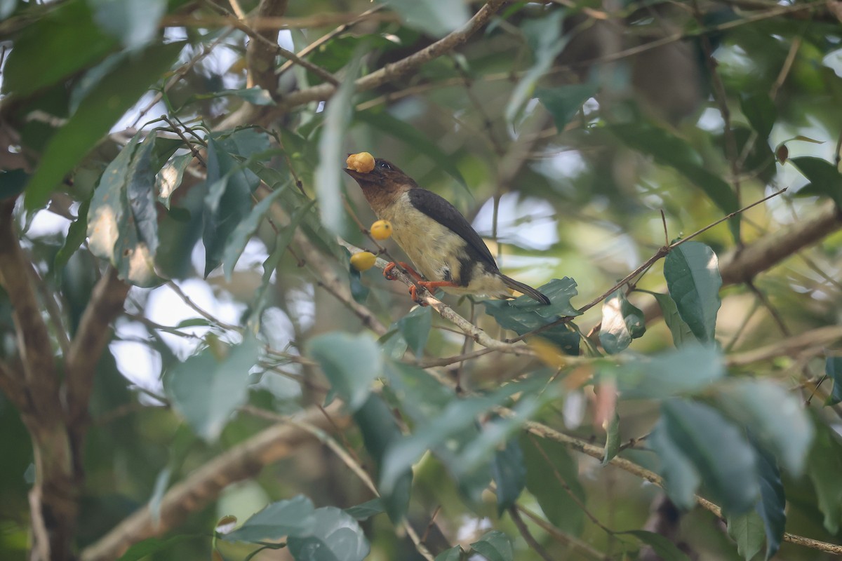 Sooty Barbet - ML650739961