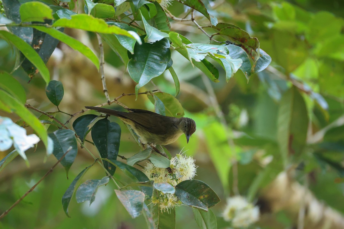 Buff-vented Bulbul - ML650739962