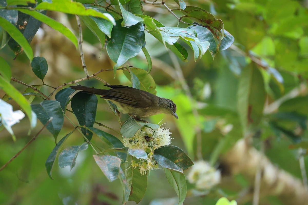 Buff-vented Bulbul - ML650739963