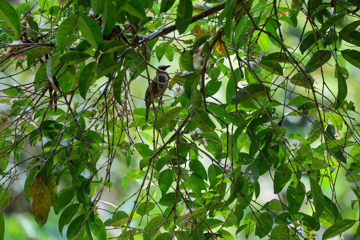 Olive-winged Bulbul - ML650739967