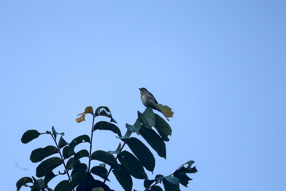 Dark-sided Flycatcher - ML650739968