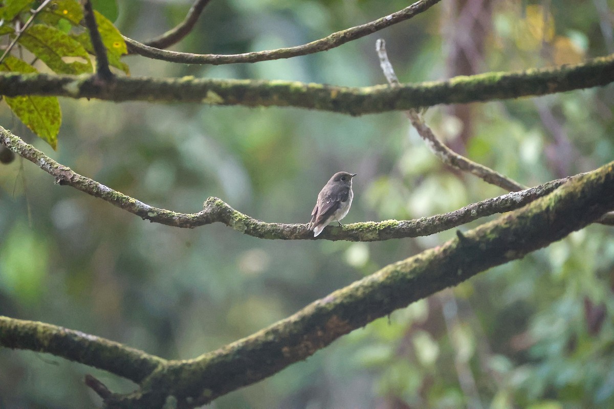 Dark-sided Flycatcher - ML650739969