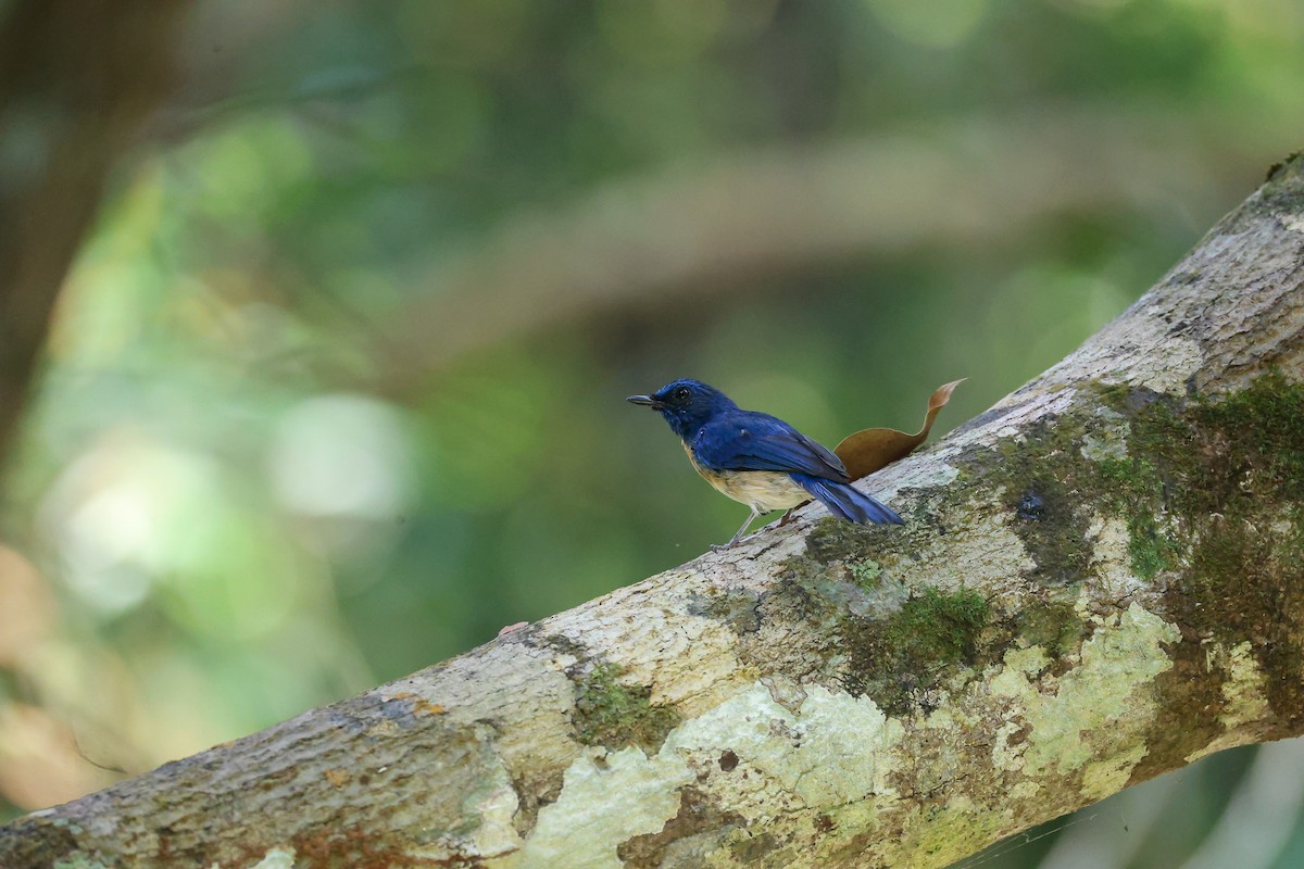 Malaysian Blue Flycatcher - ML650739970