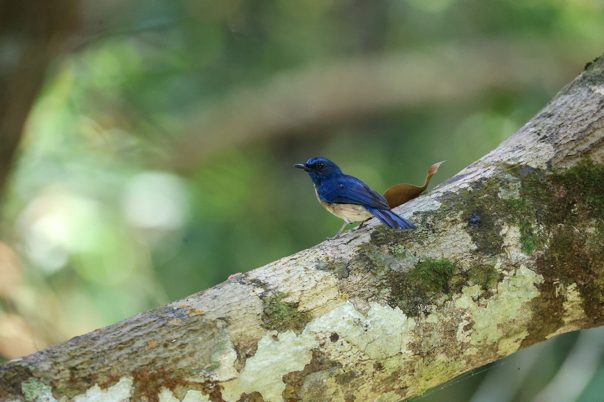 Malaysian Blue Flycatcher - ML650739971
