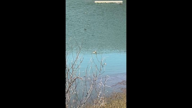 Пірникоза сивоголова - ML650740049