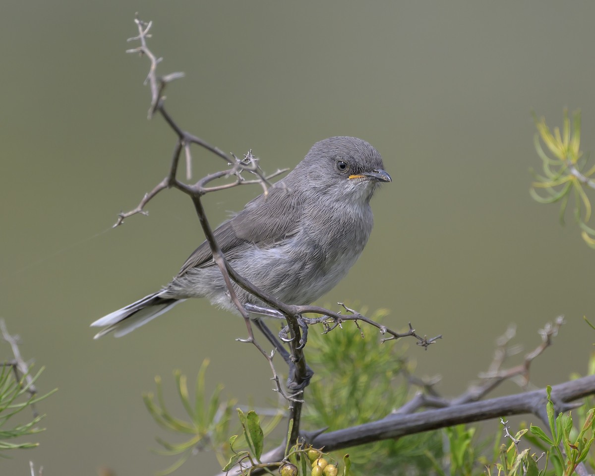 Layard's Warbler - ML650740457