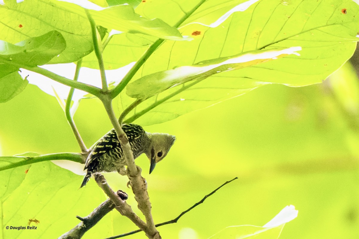 Buff-rumped Woodpecker - ML650740571