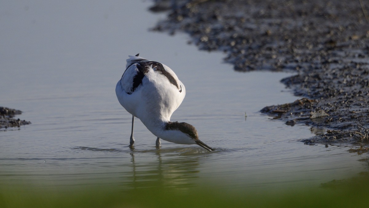 Kılıçgaga - ML650740769