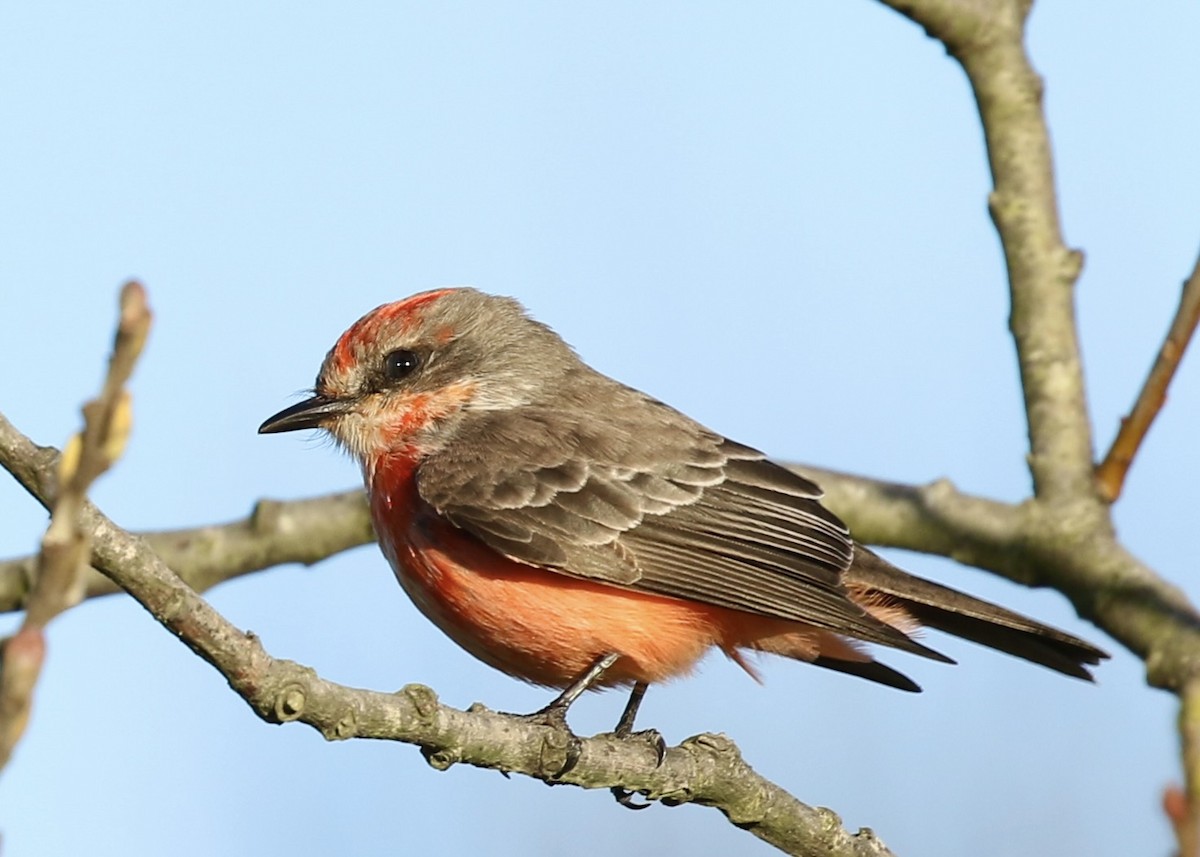 Moucherolle vermillon - ML650740832