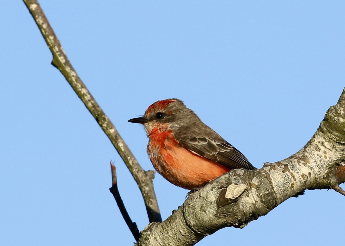 Moucherolle vermillon - ML650740835