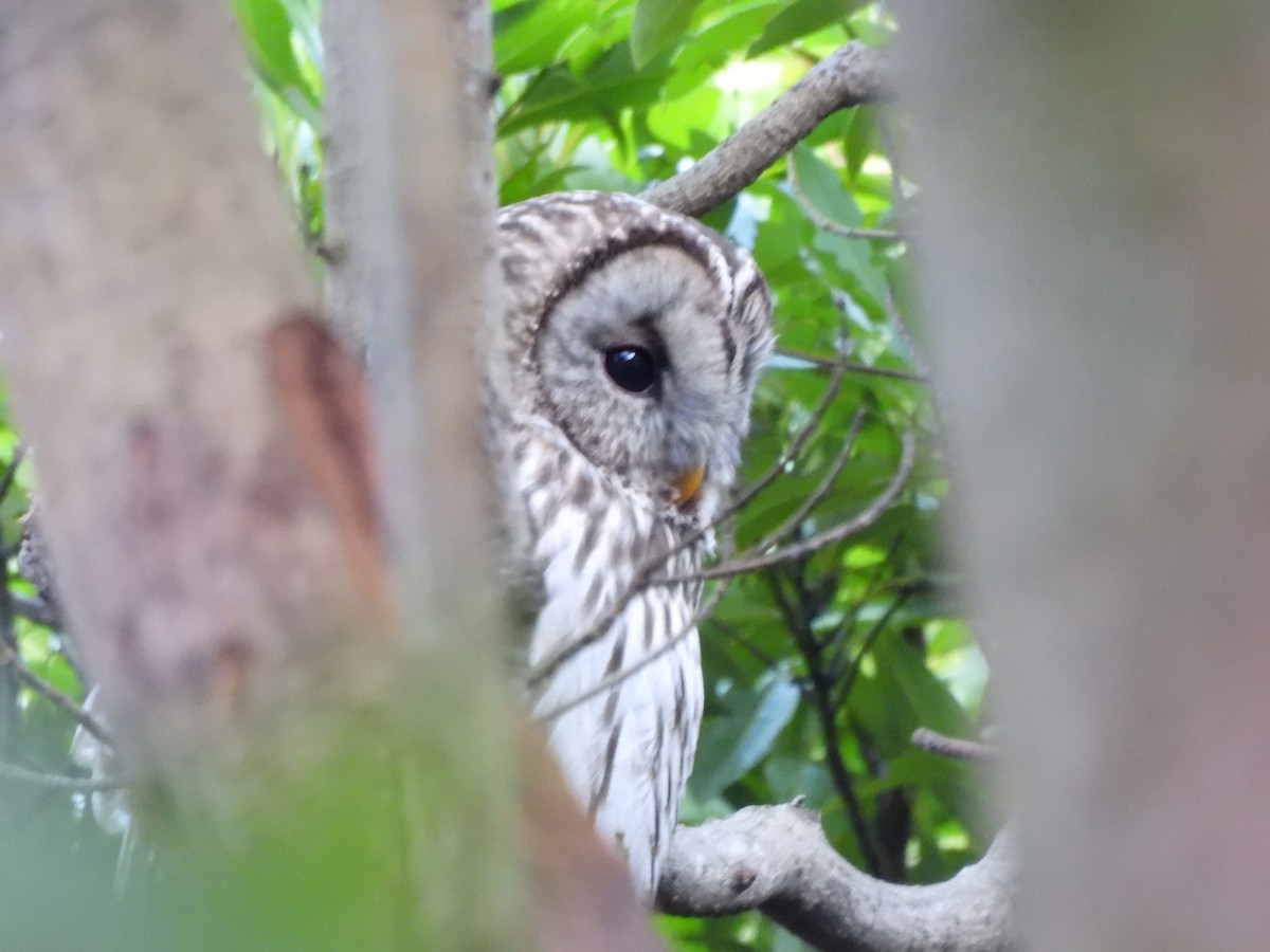 Allocco degli Urali - ML650740969